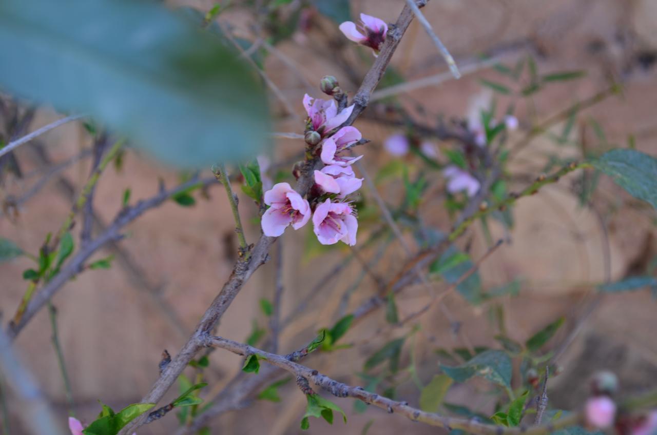 La Rosa Ostello Tilcara Esterno foto